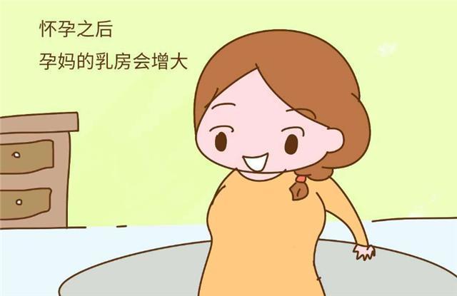 怀孕期间乳房为什么会增大呢你或许不知道看看育儿专家的理解