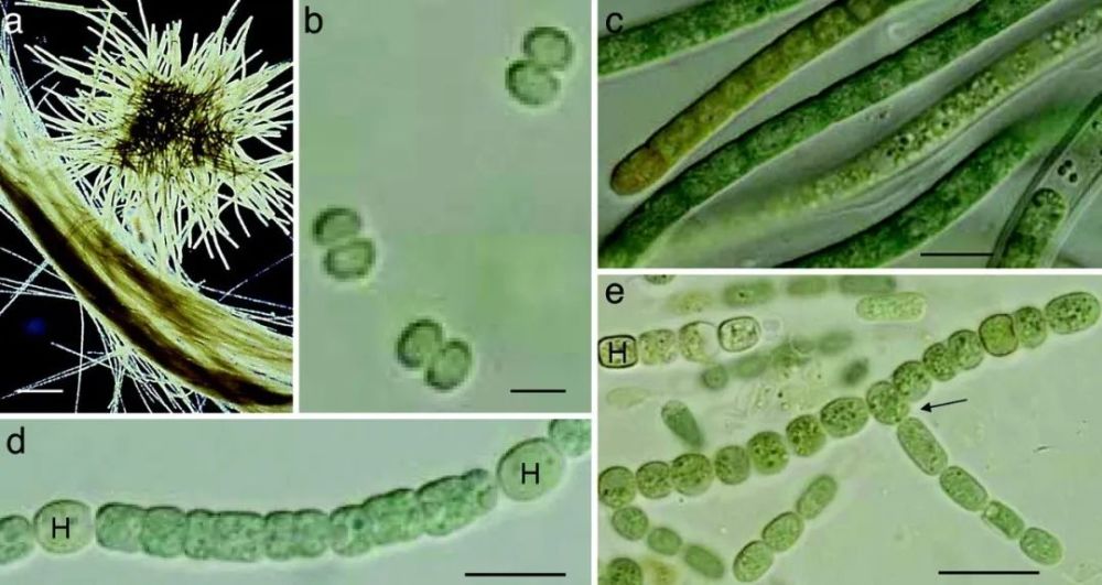 蓝细菌-它们的形态可能一直都没怎么变化过 图/ shomu"s biology