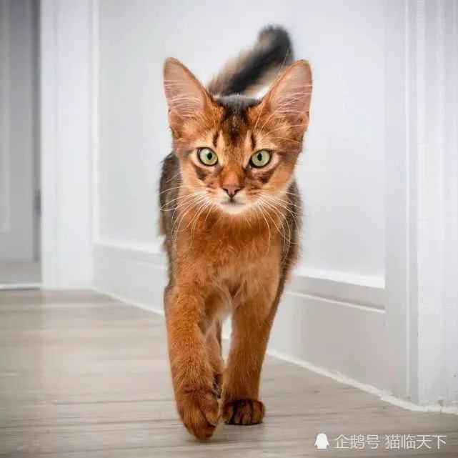 美貌的索马利猫有着华丽浓密的尾巴被称为狐猫