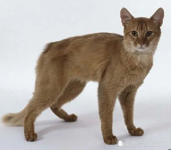 美貌的索马利猫有着华丽浓密的尾巴被称为狐猫