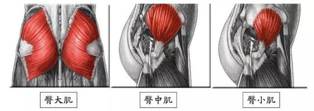 杠铃深蹲时臀部偏向一侧？三个训练动作来帮您改善，让您练腿无忧