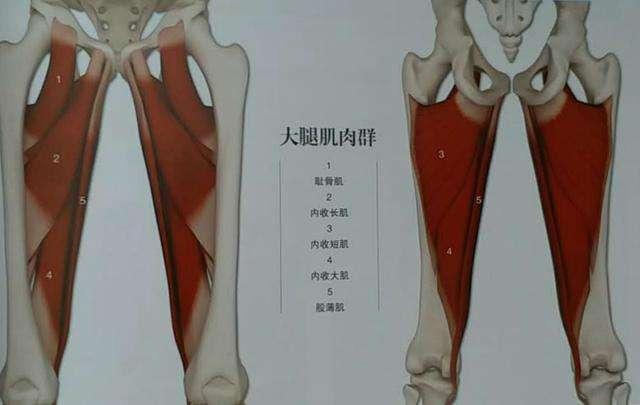大腿内收肌群包括大收肌,长收肌,短收肌,股薄肌及耻骨肌等. 2.