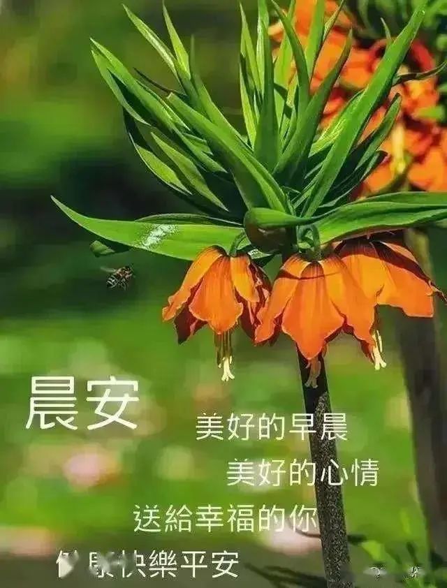 星期三最新微信群发早上好问候祝福表情图片带字 朋友