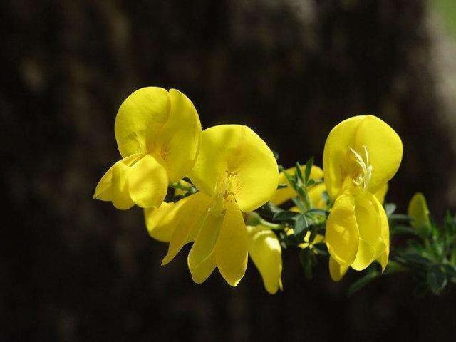 "金雀花"花如其名,花色金黄似麻雀,这样养开花不断