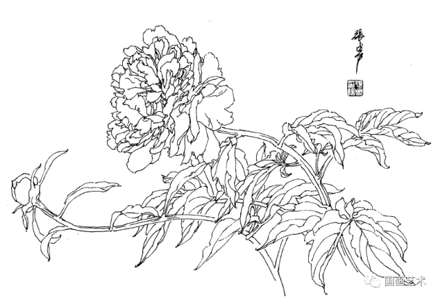 白描春花之牡丹,芍药