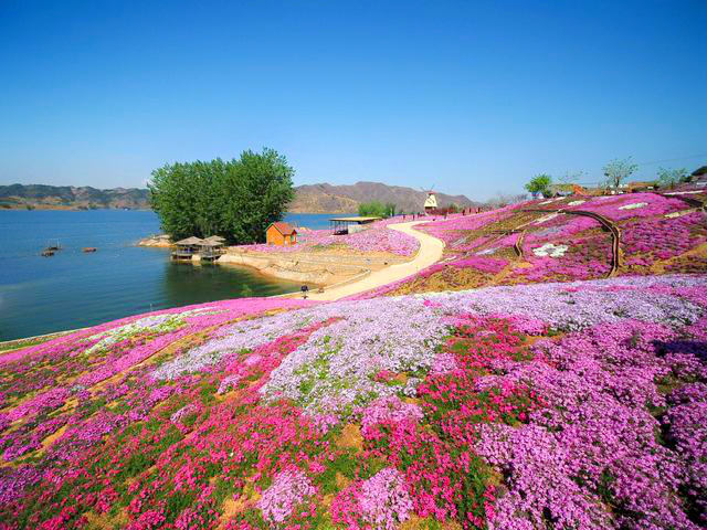 唐山最美花海:芝樱之约