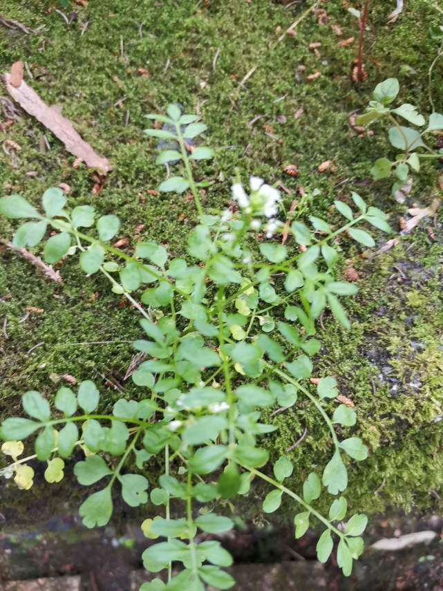 峨眉山野生药材系列——碎米荠