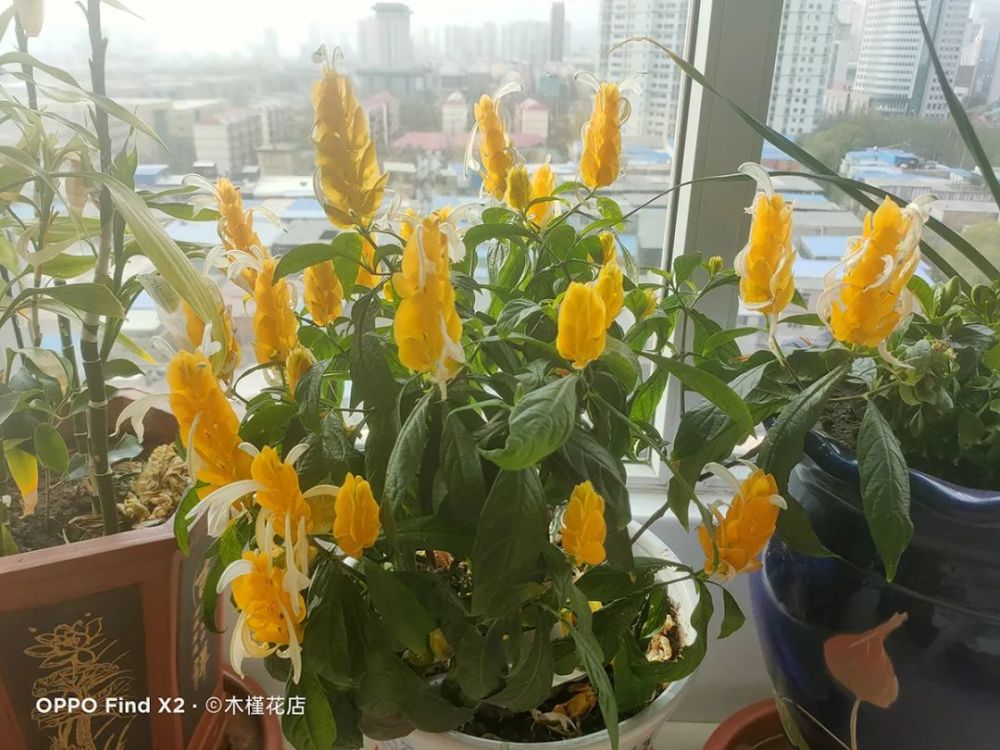 宝塔花