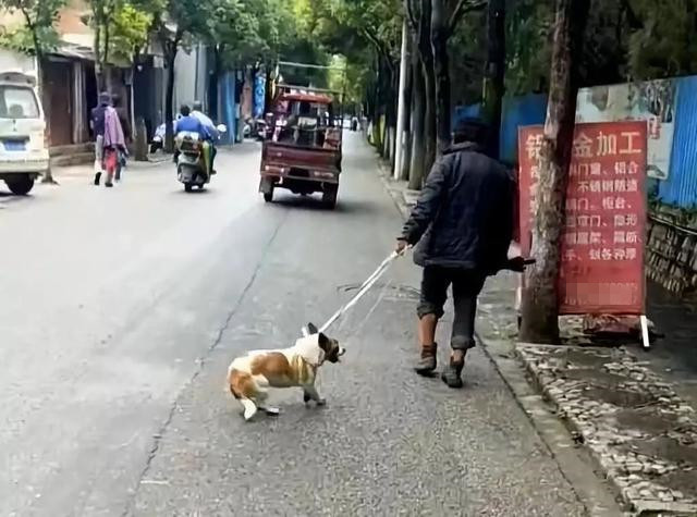 大爷在街上遛狗,路人注意到异常的细节提出质疑:这狗不是你的吧