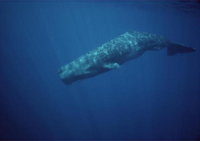 为什么抹香鲸身边的小鱼频频昏厥,难道是沉迷在龙涎香