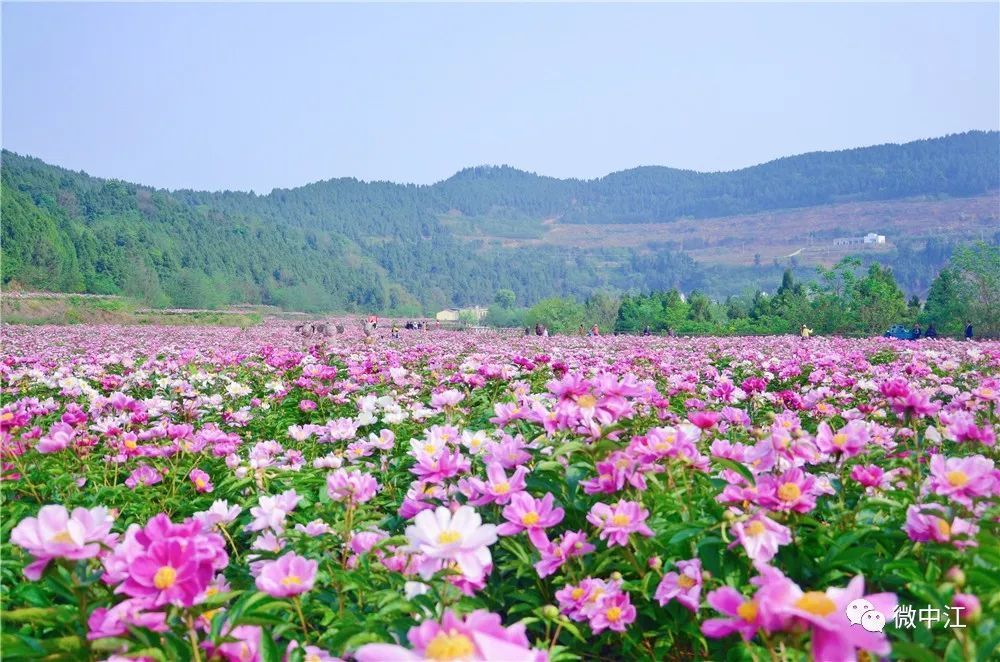 美惨了!一文带你看遍中江几个乡镇的芍药花