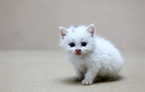小猫有点流鼻水怎么办