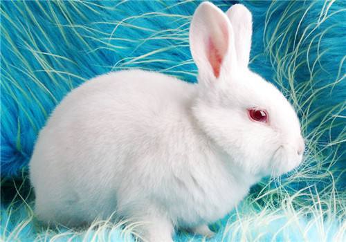 白兔的红眼是因为白化病造成的