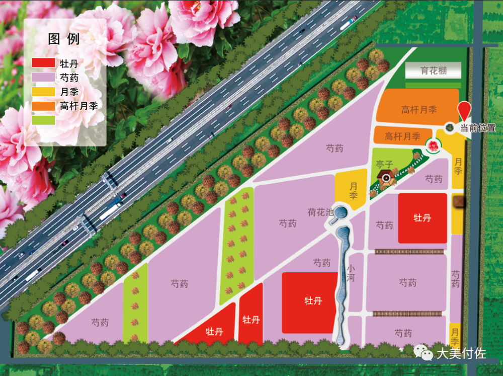 肃宁百亩牡丹园5月1日开园免费赏花内附最全攻略