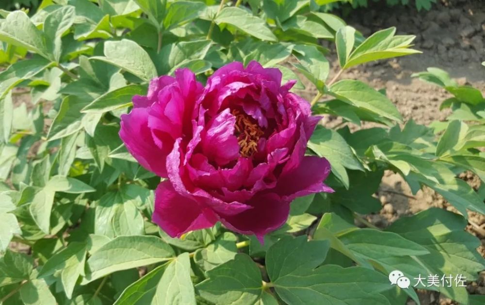 肃宁百亩牡丹园5月1日开园!免费赏花,内附最全攻略