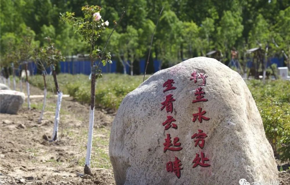 肃宁百亩牡丹园5月1日开园!免费赏花,内附最全攻略