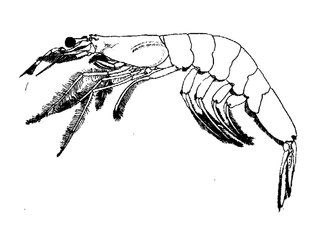 其中中国捕捞最多的是中国毛虾(acetes chinensis)和日