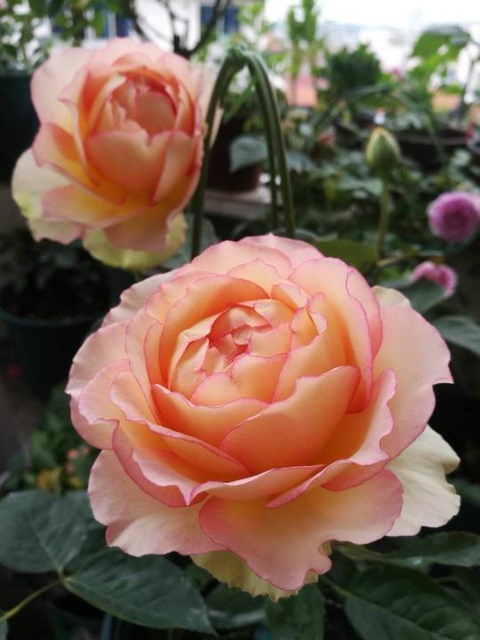 "四季龙沙"月季,花美若粉龙,四季开花,养护容易,室内也能种