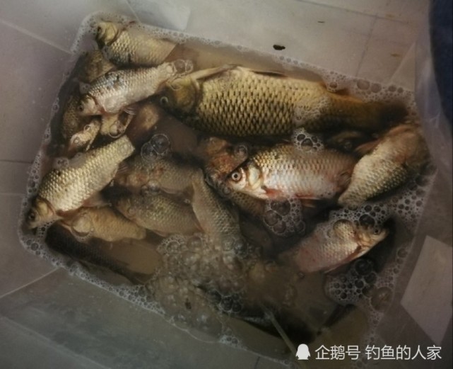 长江支流野钓,爆护野生土鲮鱼和鲫鱼,钓获一条6斤野生