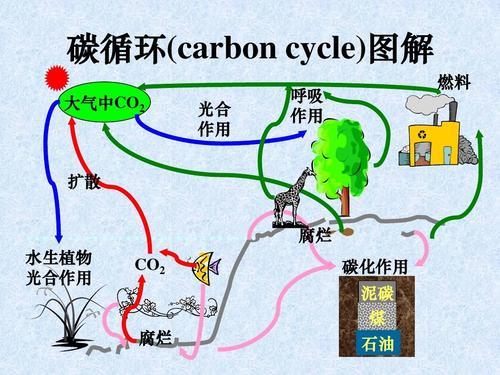 碳循环示意图