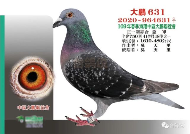 2020年春季北海入赏鸽欣赏|北海|台湾