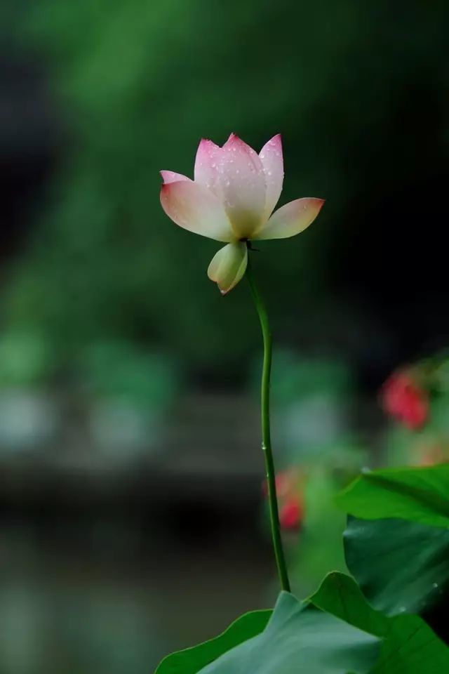 生如夏花荷花拍摄意境