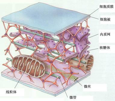 细胞的骨架系统是由一系列特异的结构蛋白装配而成的网架系统,对细胞