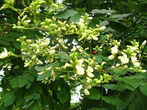 国槐树 洋槐在暮春时节开花,花色多为白色,结豆荚状果实,国槐在炎热的