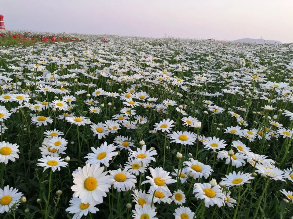 中庙船塘花海,在这个春天放纵你的浪漫