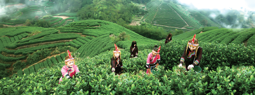 "茶旅融合" 平阳县朝阳山茶场变身"游客乐园"