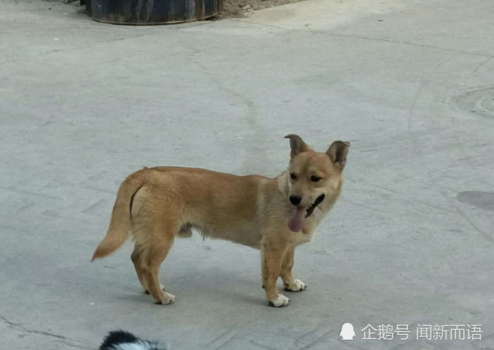 中华田园犬图鉴!来看看土狗土不土