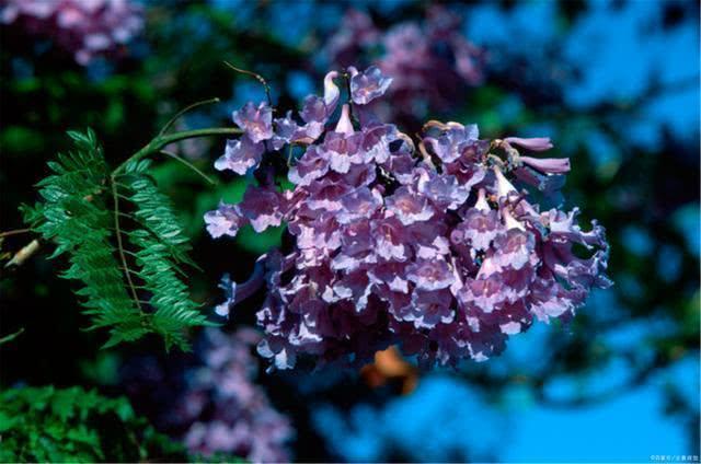 看过昆明蓝花楹的紫色深情再去看凤凰花的热情似火简直太美了