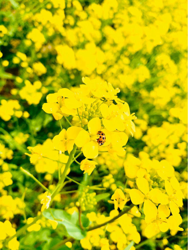 漫山遍野油菜花,到底和油菜有啥关系?原来家里也能赏!