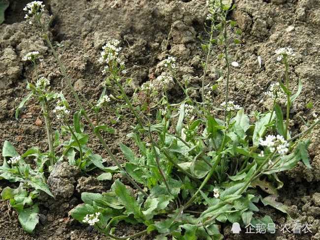 人称"黑心菜",种子含油高,嫩茎叶是上等野菜,可做"百岁羹"