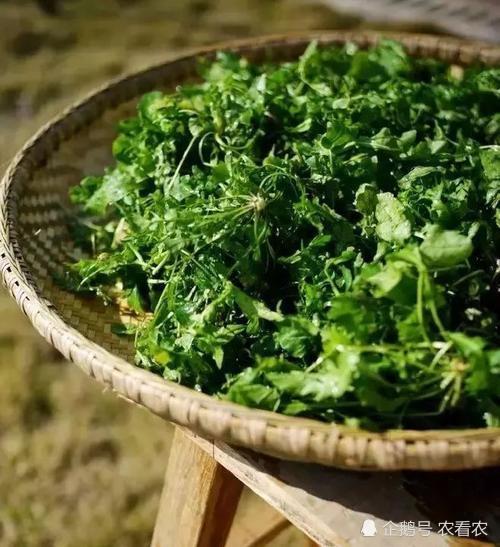 人称"黑心菜",种子含油高,嫩茎叶是上等野菜,可做"百岁羹"