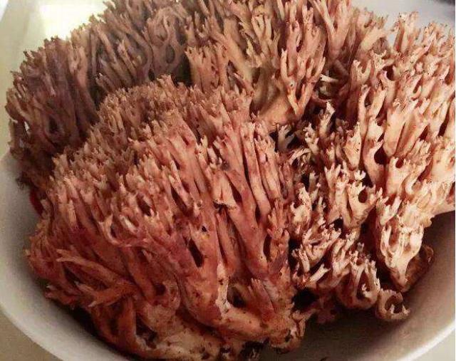 人称"老鼠脚",一斤130元,只有山里才有,有人却说有毒