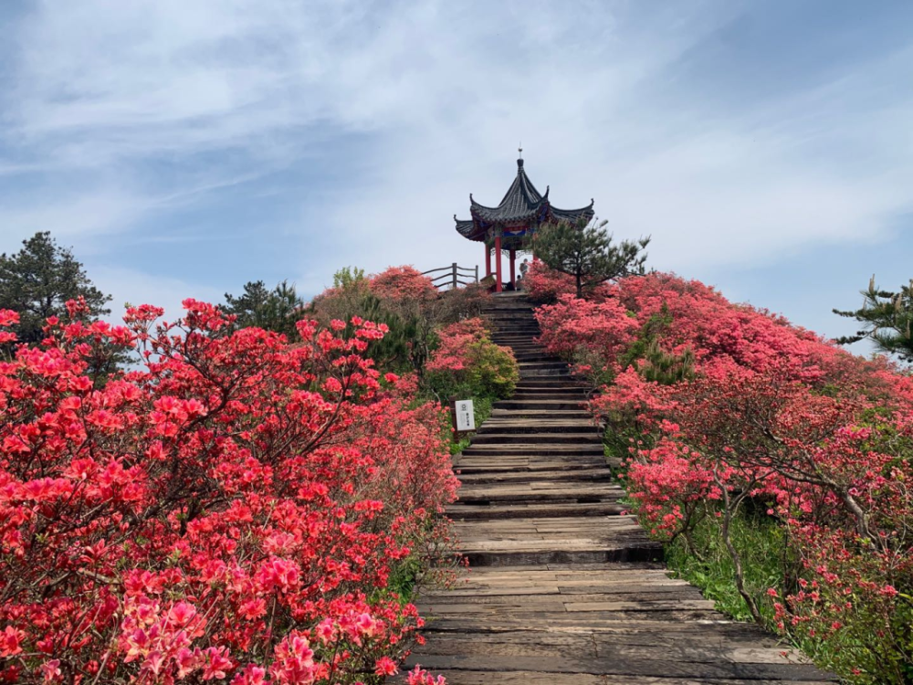 今日龟峰山杜鹃花海实况