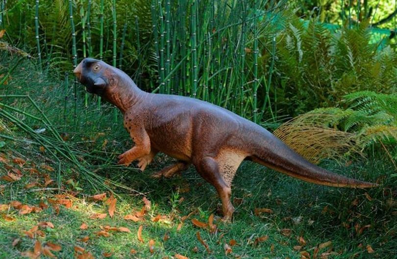 中国鹦鹉嘴龙为鹦鹉嘴龙科的植食性恐龙一种,化石发现于中国的晚白垩