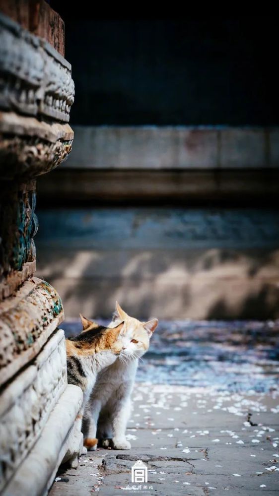 守护故宫15年的御猫"黄爷爷",走了
