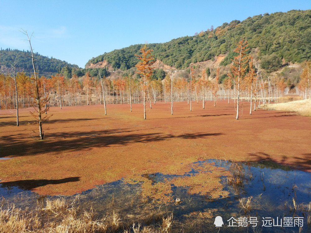 杉尾村人口_杉尾鱼图片(2)