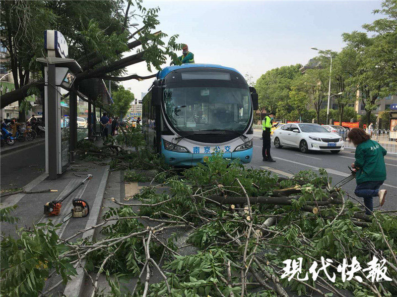 一阵大风刮断大树 刚巧倒在南京一辆公交车上