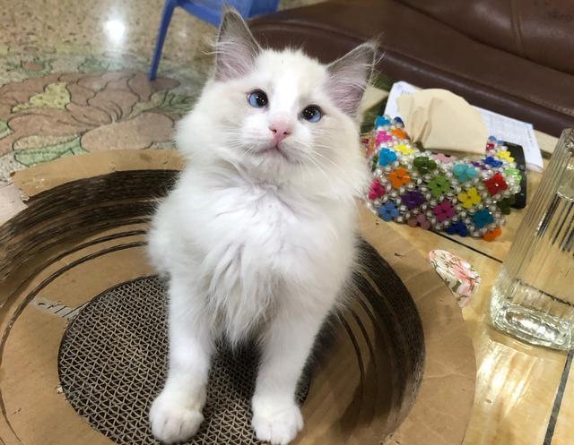 8000买了只布偶猫,养了3个月,才发现它是斗鸡眼!