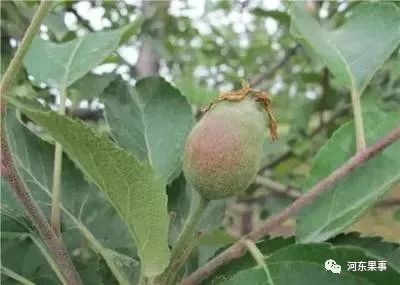 如何有效降低霜冻对苹果幼果的伤害,苹果树该留哪些果