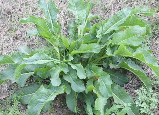 野菠菜都有哪些名称,野菠菜有何作用?