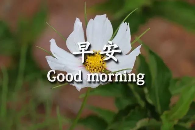 早晨好唯美动画表情图片 最新早上好温馨漂亮图片祝福
