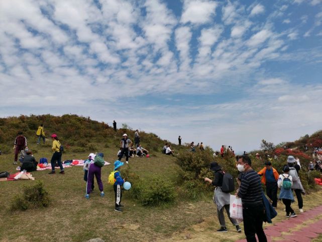 江西省石城县八卦脑景区.火红的杜鹃花和万亩高山草甸