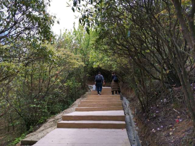 江西省石城县八卦脑景区.火红的杜鹃花和万亩高山草甸