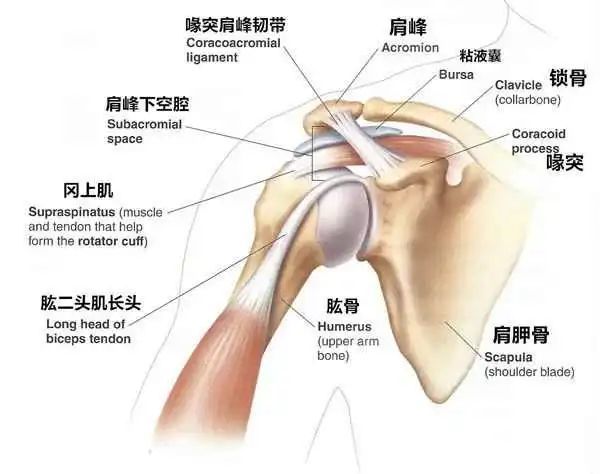 肩周炎痛是什么原理_肩周炎是哪个部位痛图(2)