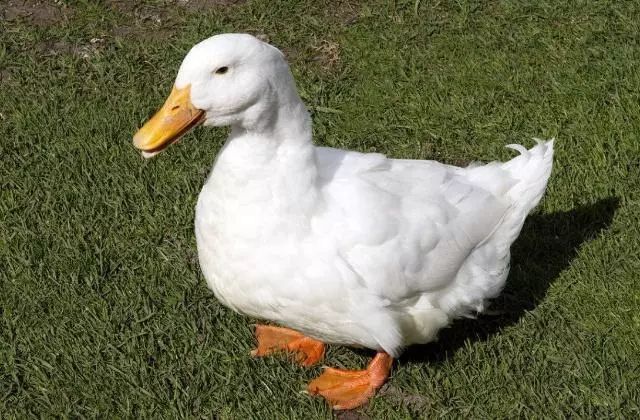 641