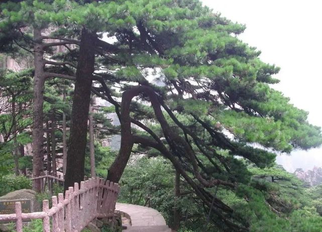 寿比南山不老松竟真实存在,9000年不变,弥足珍贵!